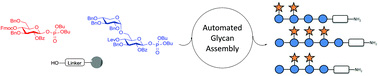 Automated glycan assembly of xyloglucan oligosaccharides