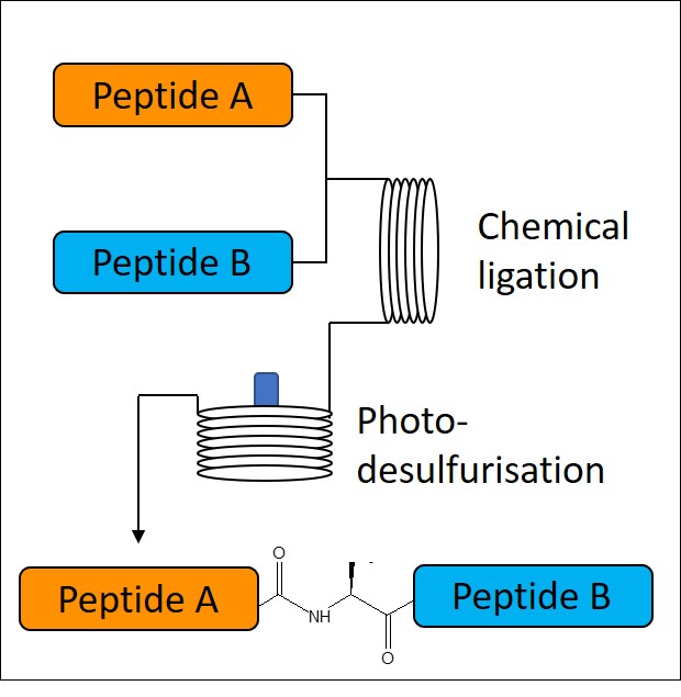 Native-Chemical-Ligation