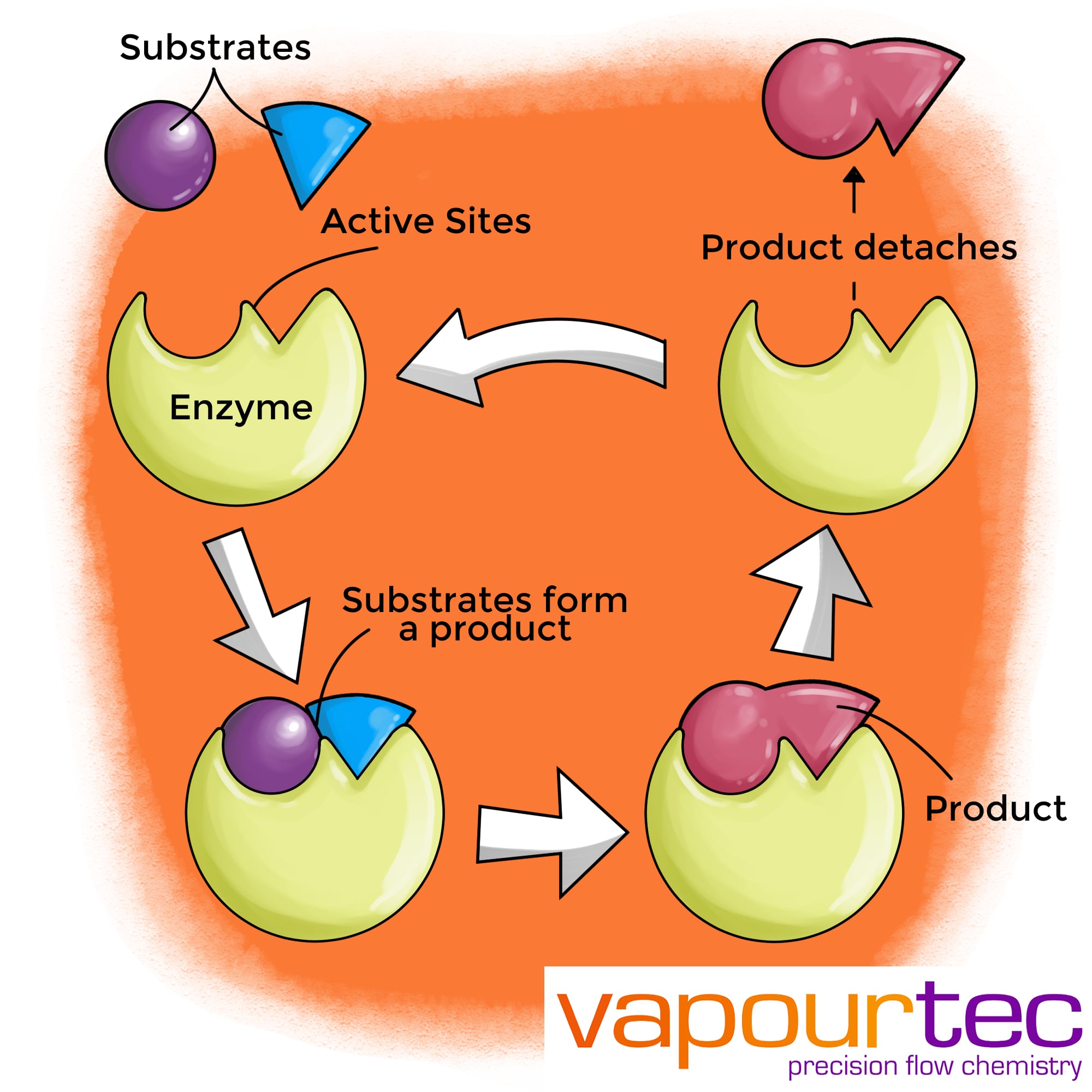 Biocatalysis Flow Chemistry Vapourtec