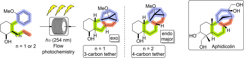 Effect of Tether Length on endo/exo Stereoselectivity in Alkene-Arene meta‐Photocycloaddition Reactions towards the Aphidocolin/Stemodin Scaffolds