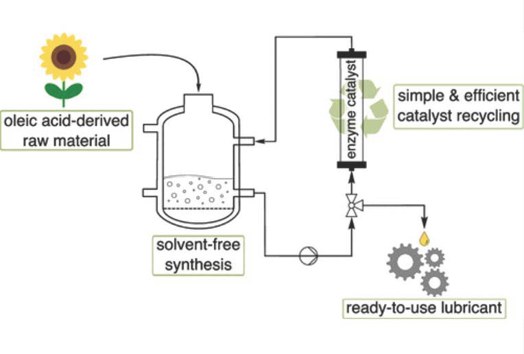 Process Development for the Sustainable and Economic Production of Biobased and Biodegradable High-Performance Lubricants