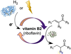 Riboflavin with H2‐driven or Electrochemical Recycling is a Cheap Cofactor System for Supporting Biocatalytic Alkene Reduction