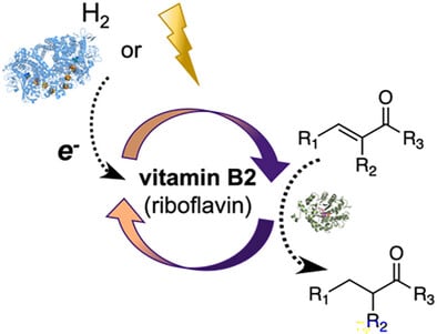 Riboflavin with H2‐driven or Electrochemical Recycling is a Cheap Cofactor System for Supporting Biocatalytic Alkene Reduction