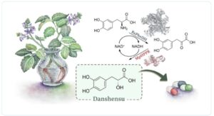 Self-sufficient biocatalytic cascade for the continuous synthesis of danshensu in flow