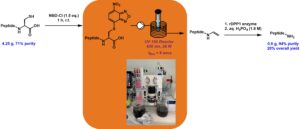 Photochemically-enabled, post-translational production of C-terminal amides