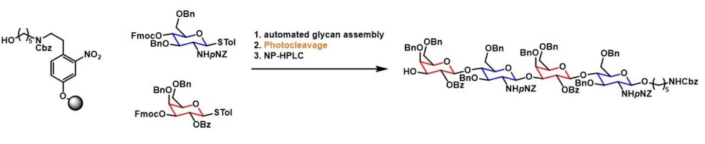 Preparation of oligosaccharides using automated glycan assembly (AGA), followed by UV-mediated resin cleavage then purification