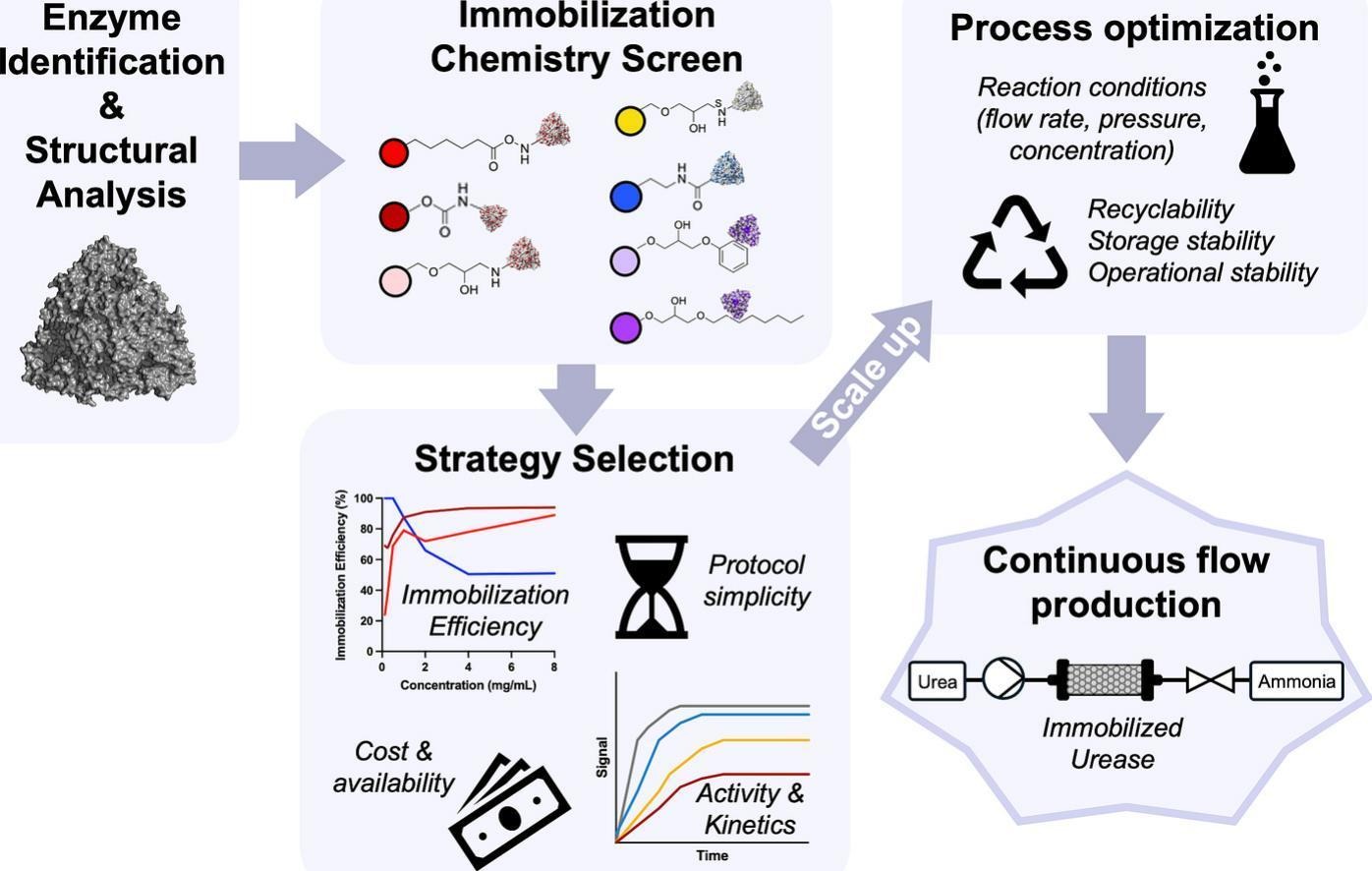 evaluating enzyme immobilization and performance for continuous flow manufacturing