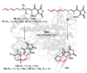 Studies on Diels-Alderase Enzymes in Tetronate Biosynthetic Pathways