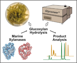 Glucose Modulates Marine Xylanase Activity